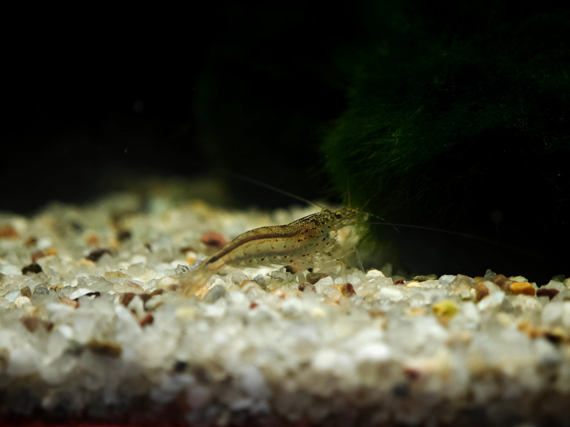 Caridina multidentata, Amanogarnele Terboven Aquaristik