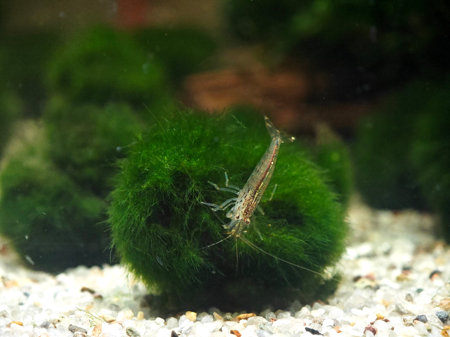Caridina multidentata, Amanogarnele Terboven Aquaristik