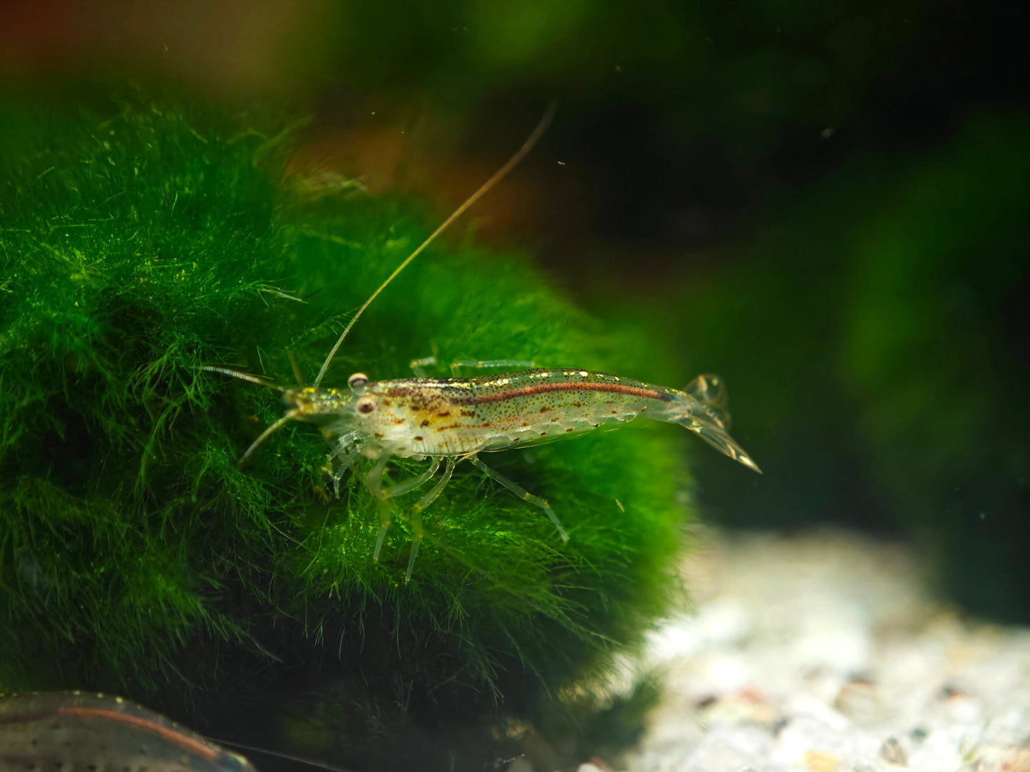 Caridina multidentata, Amanogarnele Terboven Aquaristik