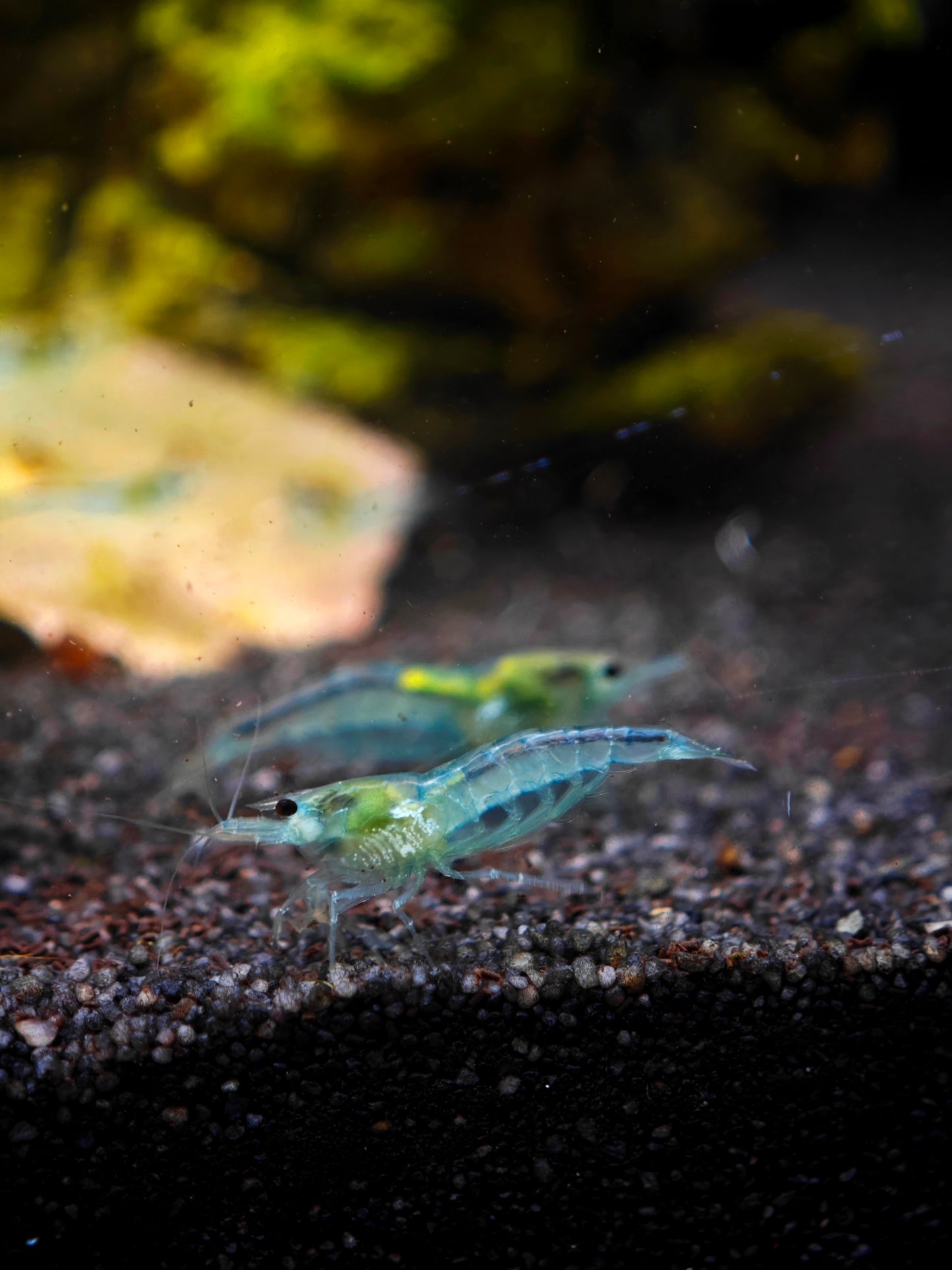 Blue Jelly Garnele, Neocaridina davidi