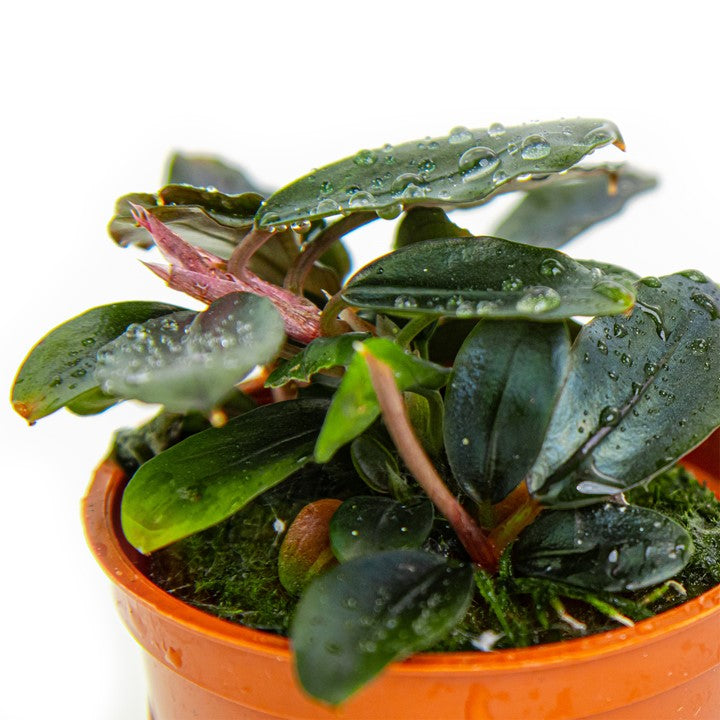 Tropica Bucephalandra sordidula 'Blue' – Topfpflanze