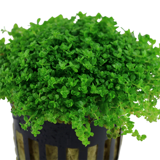 Tropica Micranthemum callitrichoides ´Cuba´ – Topfpflanze