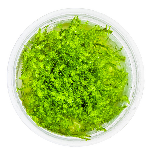 Tropica Leptodictyum riparium (Ufermoos) In Vitro