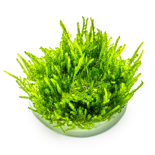Tropica Vesicularia ferriei 'Weeping Moss' InVitro