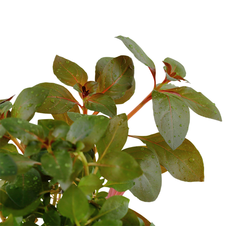 Tropica Ludwigia repens 'Rubin' – Plante en pot