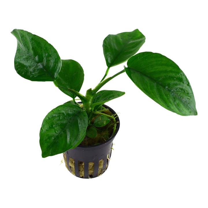 Tropica Anubias barteri caladiifolia im Topf