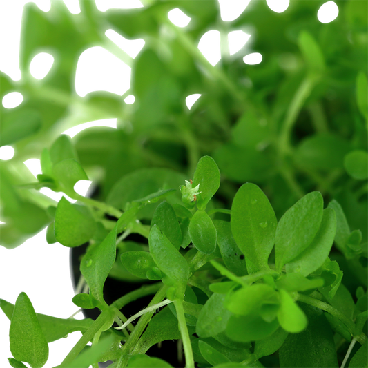 Tropica Micranthemum glomeratum – Topfpflanze