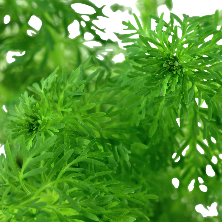 Tropica Limnophila sessiliflora – Plante en pot