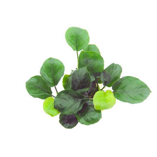 Tropica Anubias barteri ’Coin Leaf’ im Topf
