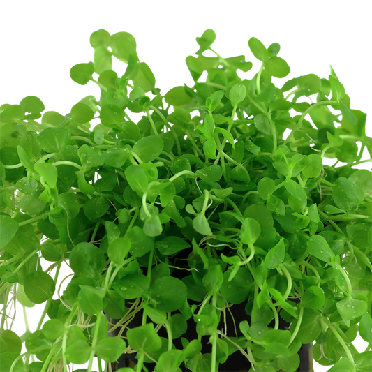 Tropica Micranthemum umbrosum – Topfpflanze