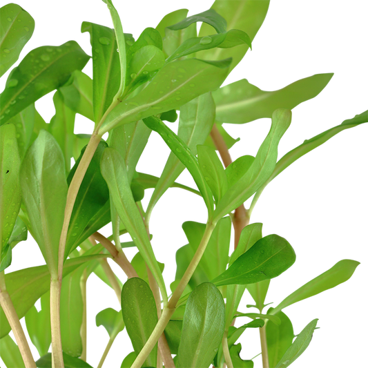 Tropica Ammannia crassicaulis im Topf