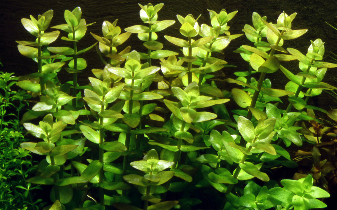 Tropica Bacopa caroliniana im Topf