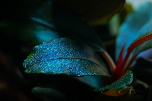 Tropica Bucephalandra sordidula 'Blue' – Potplant