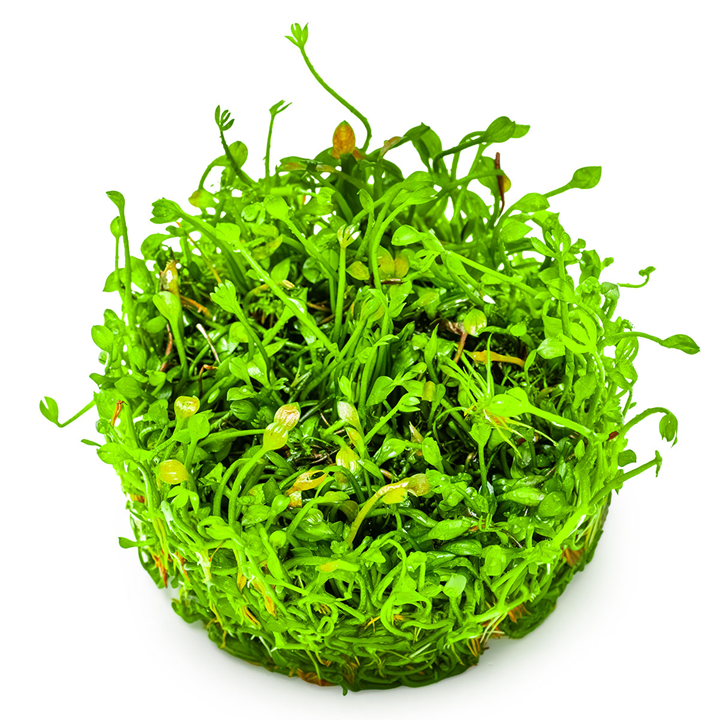 Tropica Marsilea minuta – 1-2-Grow! In Vitro