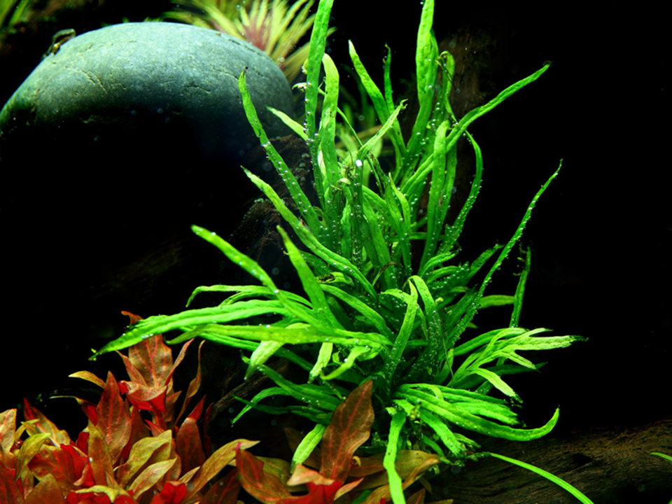 Tropica Microsorum pteropus 'Trident' – Topfpflanze