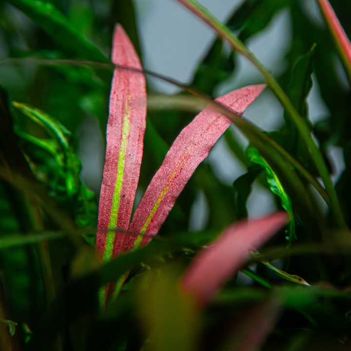 Tropica Cryptocoryne spiralis 'Red' – Topfpflanze