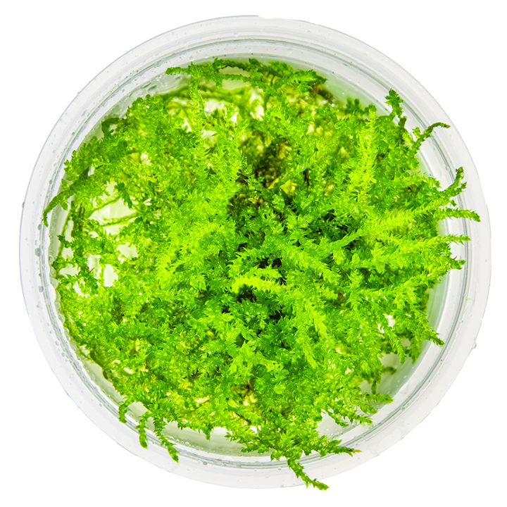 Tropica Vesicularia montagnei 'Christmas Moss' InVitro