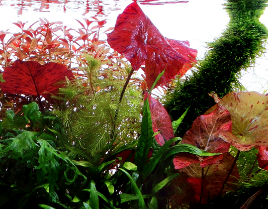 Tropica Nymphaea lotus – Topfpflanze