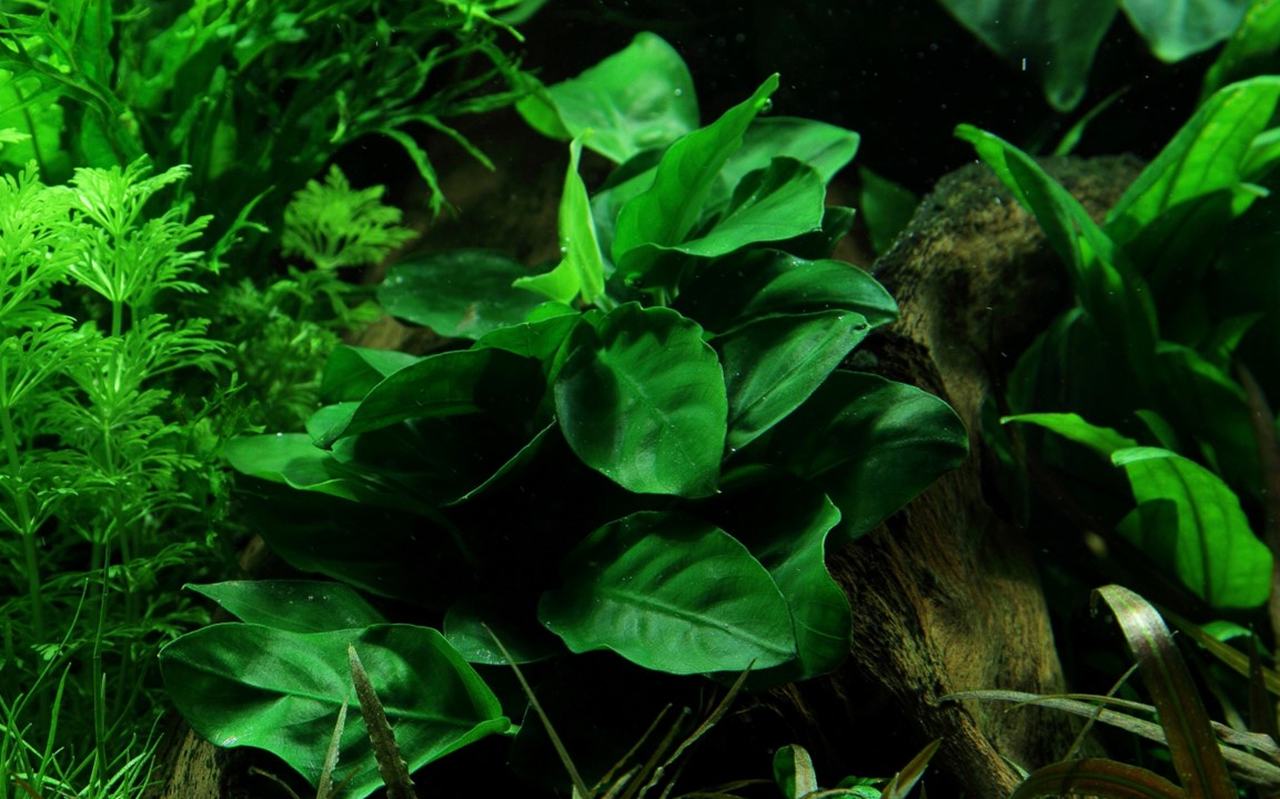 Tropica Anubias barteri var. nana im Topf