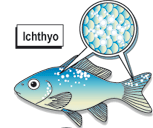 eSHa Exit -Heilmittel gegen Ichthyo oder Oodinium