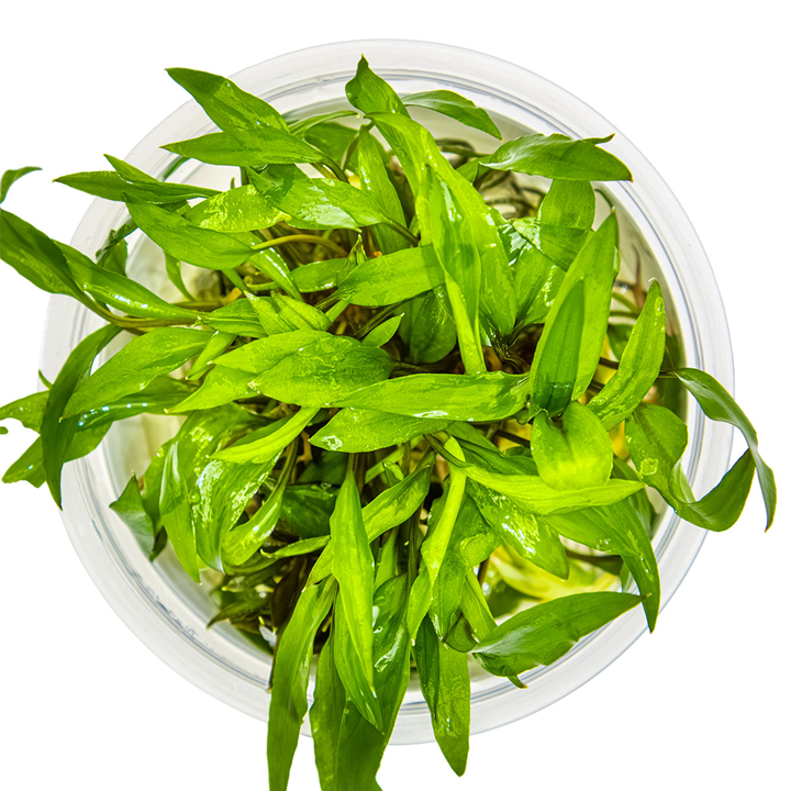 Tropica Cryptocoryne wendtii 'Green' – 1-2-Grow! In Vitro