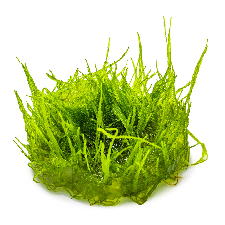 Tropica Taxiphyllum barbieri 'Bogor Moss' – 1-2-Grow! In Vitro