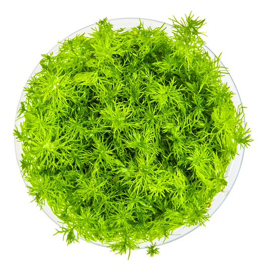 Tropica Myriophyllum sp. 'Guyana' – 1-2-Grow! In Vitro