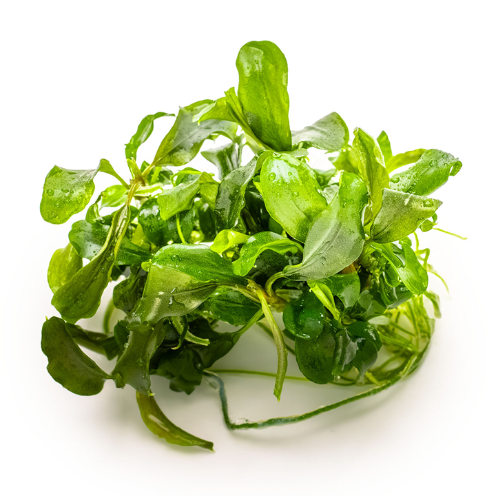Tropica Bucephalandra pygmaea 'Bukit Kelam' – 1-2-Grow! In Vitro