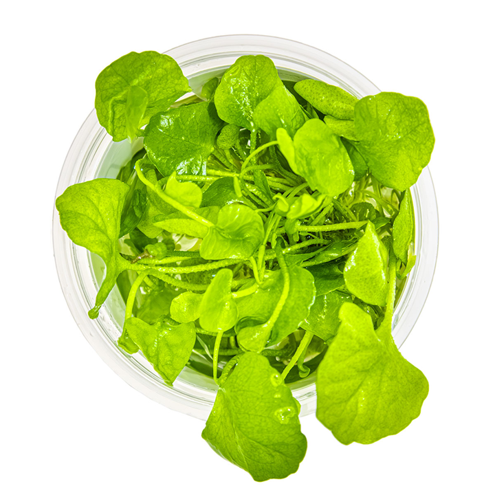 Tropica Nymphoides hydrophylla 'Taiwan' – 1-2-Grow! In Vitro