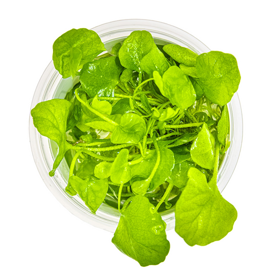 Tropica Nymphoides hydrophylla 'Taiwan' – 1-2-Grow! In Vitro