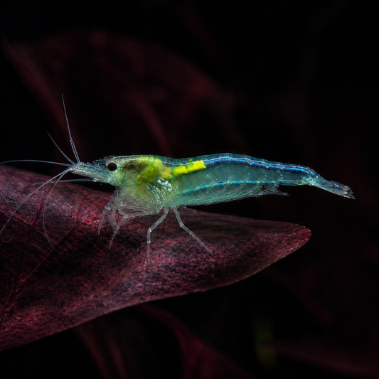 Crevette Blue Jelly, Neocaridina davidi