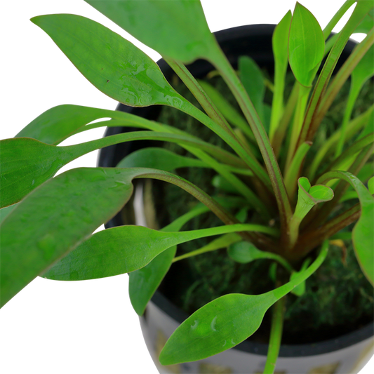 Tropica Cryptocoryne x willisii – Topfpflanze