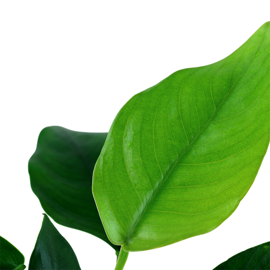 Tropica Anubias barteri var. nana – Topfpflanze