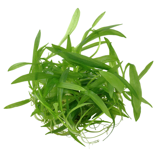 Tropica Helanthium bolivianum 'Quadricostatus' – 1-2-Grow! In Vitro