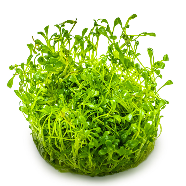 Tropica Glossostigma elatinoides – 1-2-Grow! In Vitro