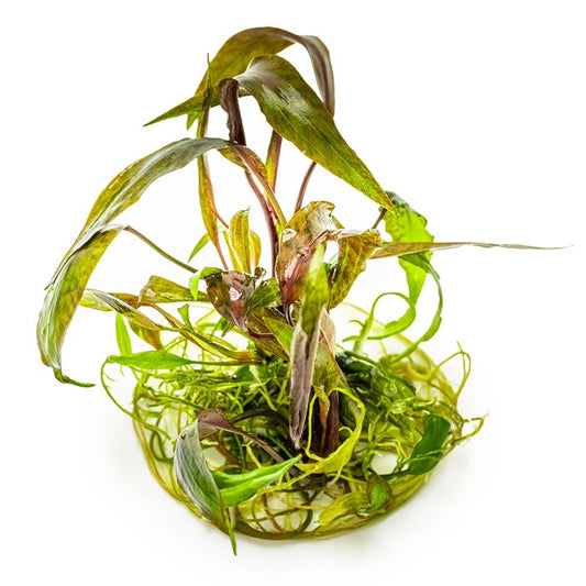 Tropica Cryptocoryne nurii "Rose Maiden" – 1-2-Grow! In Vitro