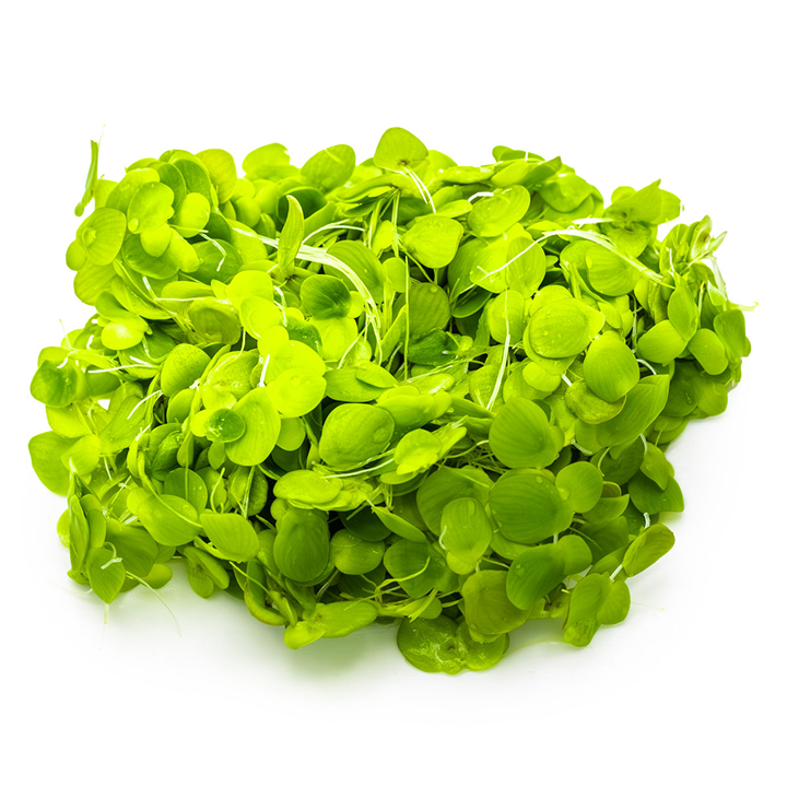 Tropica Spirodela polyrrhiza – 1-2-Grow! In Vitro