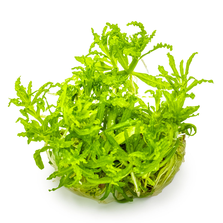 Tropica Pogostemon helferi – 1-2-Grow! In Vitro
