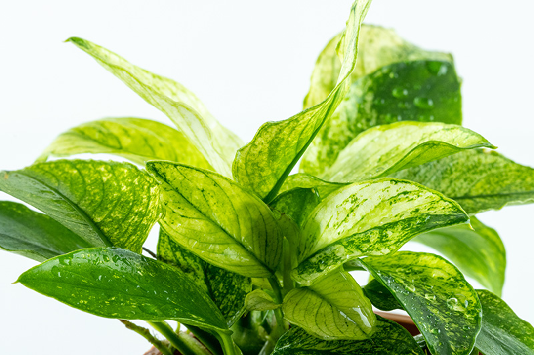 Tropica Anubias barteri var. nana ’Pinto’ – Topfpflanze