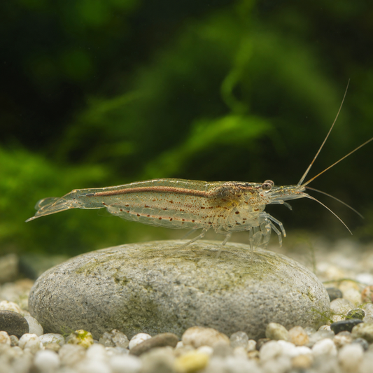 Caridina multidentata, crevette amano
