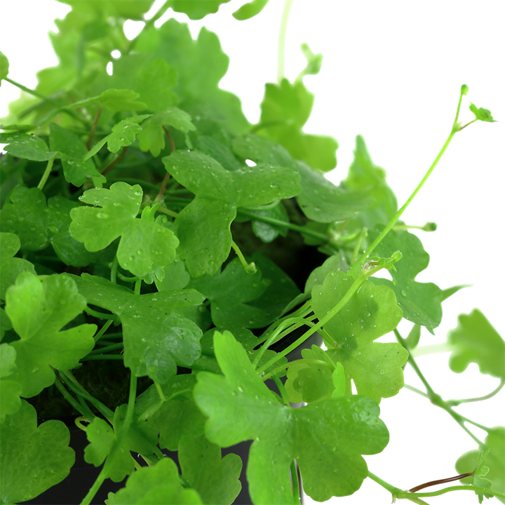 Tropica Hydrocotyle tripartita – 1-2-Grow! In Vitro