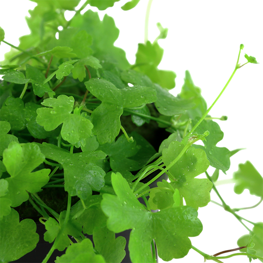 Tropica Hydrocotyle tripartita – 1-2-Grow! In-vitro