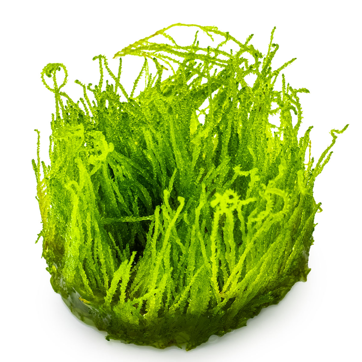 Tropica Taxiphyllum sp. 'Flame Moss' – 1-2-Grow! In Vitro