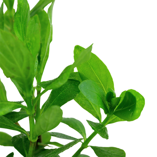 Tropica Hygrophila polysperma – Topfpflanze
