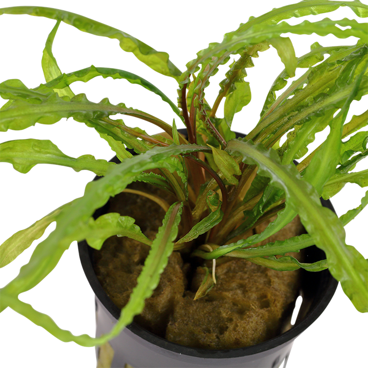 Tropica Cryptocoryne crispatula – Topfpflanze