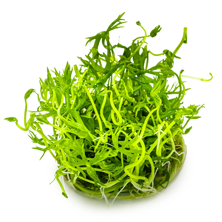 Tropica Ranunculus inundatus – 1-2-Grow! In Vitro