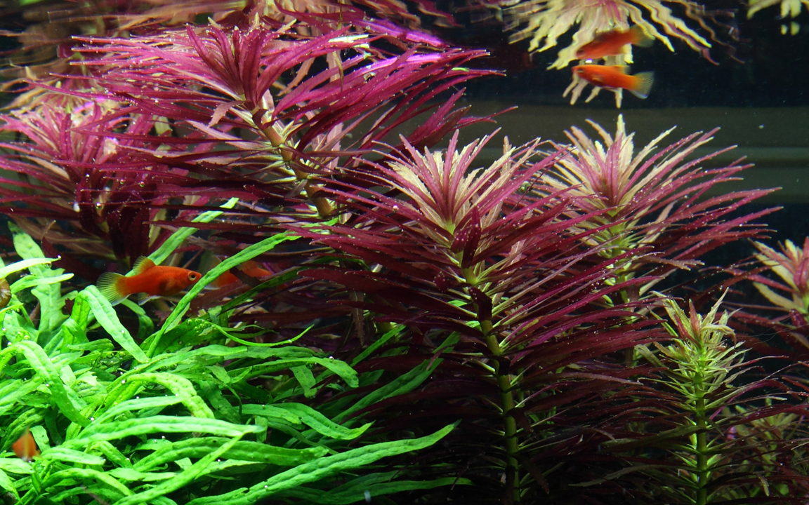 Tropica Limnophila hippuridoides – Plante en pot