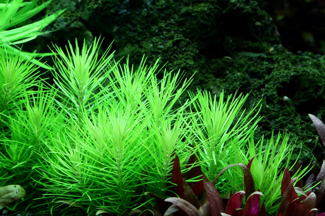 Tropica Pogostemon deccanensis – 1-2-Grow! In Vitro