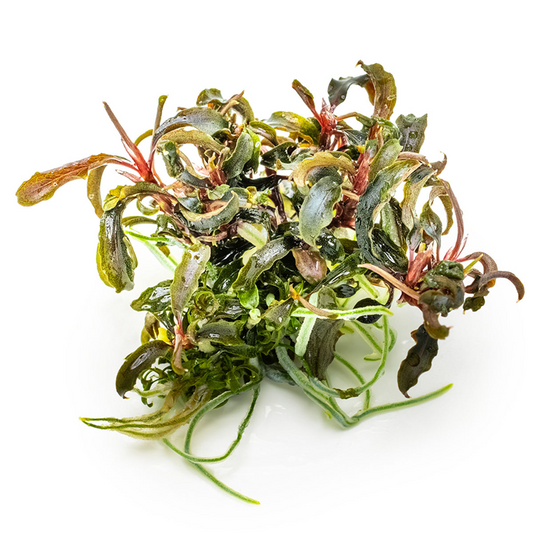 Tropica Bucephalandra diabolica 'Kedagang' – 1-2-Grow! In Vitro