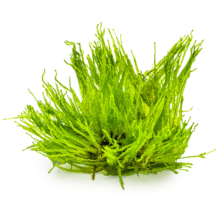 Tropica Taxiphyllum sp. 'Spiky Moss' – 1-2-Grow! In Vitro